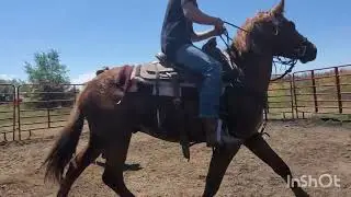 Comanche the mustang, first ride!