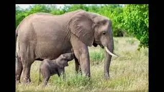 Ep. 1| 339 mammals series| The African elephant 