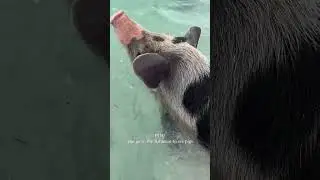 Swim with Pigs in Bahamas!  Pig Beach at Athol Island Adventure