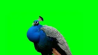 Peacock Green Screen VFX | Chroma Key