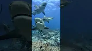 Swimming with bull sharks in Fiji #travel #fiji #sharks