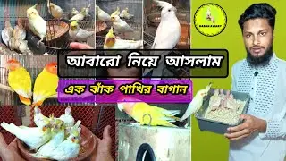 আমার রঙিন পাখির খামার থেকে পাখি বিক্রি হবে | Colorful bird farm | Hasan Aviary