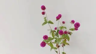 Gomphrena care / Globe amaranth care /how to grow gomphrena #gomphrena #globeamaranth #flowers