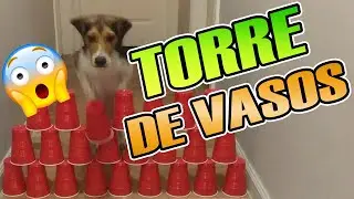 Perro y Gato Vs Torre De Vasos