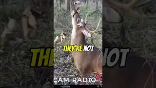 The Best Weather Condition for Hunting Scrapes