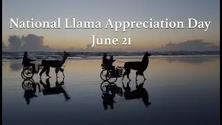 Humming Along With Llamas