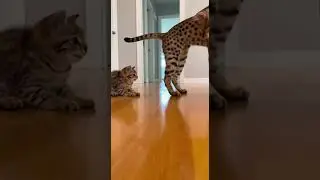 💥🐆 Protective Rage Instantly Turns The Tables #funny #shortviral #dog #cat