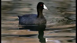American Coot Diving in Lake | Bird behavior at Children's Lake in Boiling Springs, Pa.