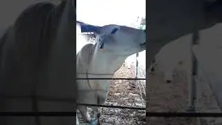 SAPI LUCU || INI SAPI LAGI NGAPAIN YA😁