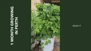 Explosive 1 Month Growth In The Airgarden - Perth WA