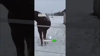 Поза припаркованной машины  животные тоже так умеют