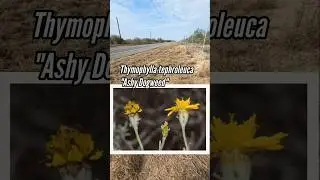 Амарант пепельный необходимо выращивать в Техасе (сезон выращивания местных растений).