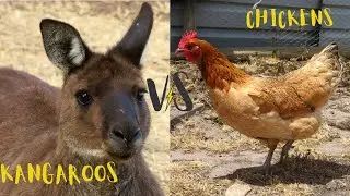 Kangaroos vs. Chickens