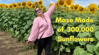 Sunflower Trail Walk | Sunflower Farm