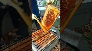 Real Honey Harvesting Process | Bee Farm Life