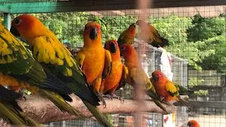Sun Conures sound