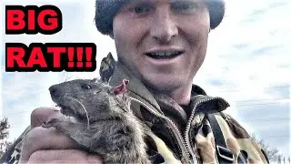 Pest Control with Mink and Dogs!