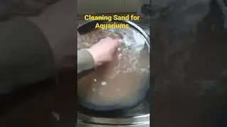 Cleaning Sand for Aquarium- Always Clean Before Adding to Tank!