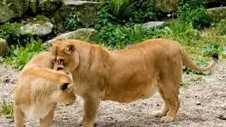 Wildlife Research Animal Documentary film ||#birds #wildlife #nature #lion @BirdSound247