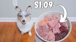 Raw Feeding - How Much Does It Cost?