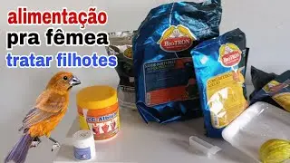 alimentação para fêmea de azulão tratar filhotes. (alimentação essencial)