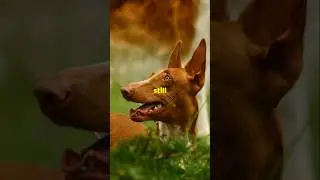 The Ancient Pharaoh Hound: The Dog That Blushes! #animalhistory#puppy #doglover
