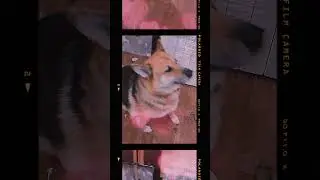 The dog is considering the house layout (Собака рассматривает план-схему электрики дома А-фрейм)