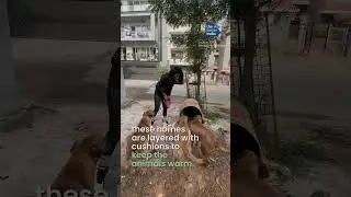 Recyclable Drums Used to Save Dogs From Cold Winter | The Better India