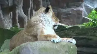 BELLE EPOQUE ZOO VAN ANTWERPEN OP 22 JULI 2016
