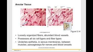 Connective Tissue