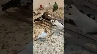 #Oleaster #Лох #غبیراء #İğde # Chalef # &Ouml;lweide #Oleastro #l #jacobin #an #o #burung #inyoni #manuk