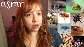 ASMR &iquest;Por qu&eacute; nos dan MIEDO los INSECTOS?