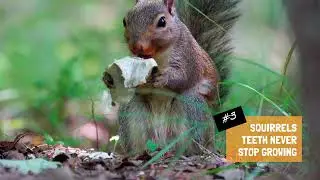 Five Fun Facts about Squirrels 🌳🐿️ #animalfacts #wildlife #squirrel