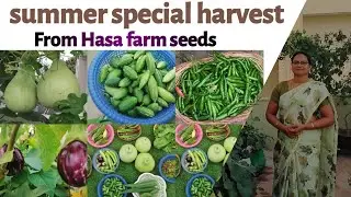 Delicious vegetables, greens, baskets full, mind full \seeds from Hasa farm link in description