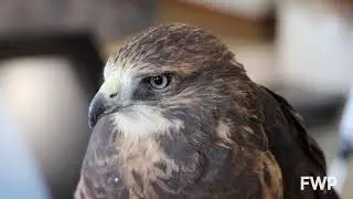 Swainson's Hawks | Montana WILD | Wildlife Education