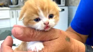 Котята Коко и Бутуз кусают папу за палец, пока учатся кушать