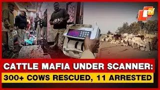 Odisha Police Bust Cattle Smuggling Network; Over 300 Cattle Rescued, 11 Arrested