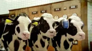 Anchor Butter 'Made By Cows' advert
