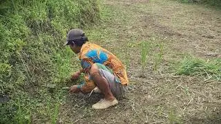 Sustainable Feed: Foraging Young Rice in the Field _FarmersLife _Shorts