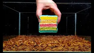 Mealworms eating - Kiwi, Popcorn, Rainbow cake, Mushroom