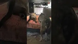 99.9% Can&rsquo;t Stop Laughing at This Dog! 😂 Funniest Fails 2026&rdquo;#shorts