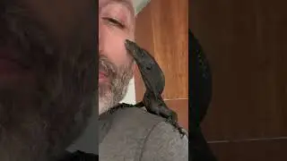 Edward, my Veranus beccarii, black tree monitor, and I just Chillaxing