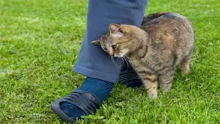 Cat Showing Love to the Humans | Cats and Humanity | Cat lovers | Funny cat videos | cute cats