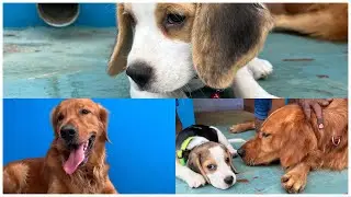 Beagle meets golden retriever for the first time | Trippy and Dobby.