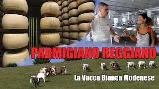 Il Caseificio Rosola e la vacca bianca modenese - Il Parmigiano Reggiano