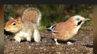 watching squirrel on bird feed 24/7 live
