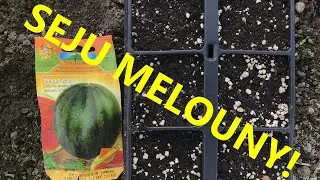 Setí melounů  [Johnas095]