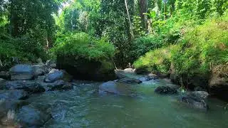River ASMR Sounds &ndash; Peppergrass Run &mdash; water only, no birds.
