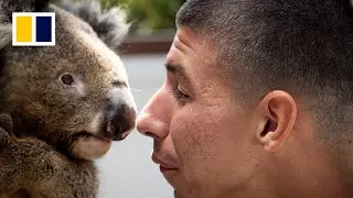 Australia's koala haven under threat