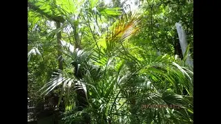 Kentia Palm trees prefer partial shade to look their best